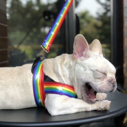 Rainbow cool dog chain dog leash - Image 2