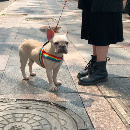 Rainbow cool dog chain dog leash - Image 3