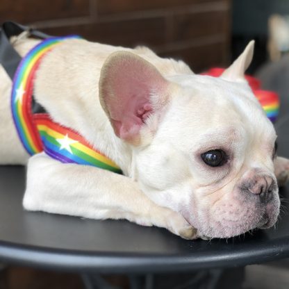 Rainbow cool dog chain dog leash - Image 5