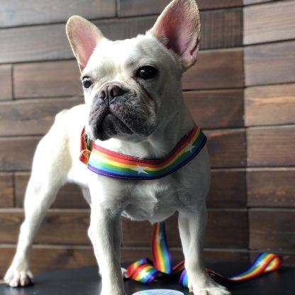 Rainbow cool dog chain dog leash - Image 4