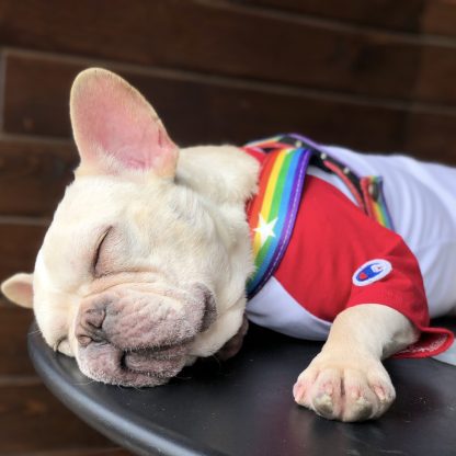 Rainbow cool dog chain dog leash - Image 6